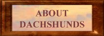 About Mini Dachshunds