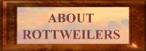 About Rottweilers