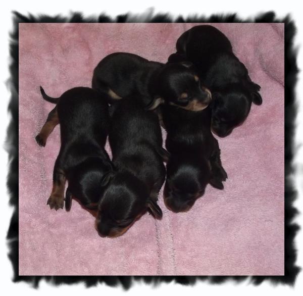 Mini dachshund puppies for sale in Alabama. AKC smooth & long coat