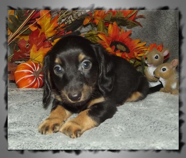 Mini dachshund puppies for sale in Alabama. AKC smooth & long coat