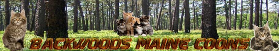 Backwood Maine Coons