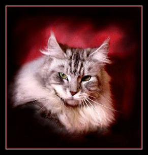 maine Coons