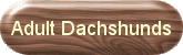 adultdachshunds